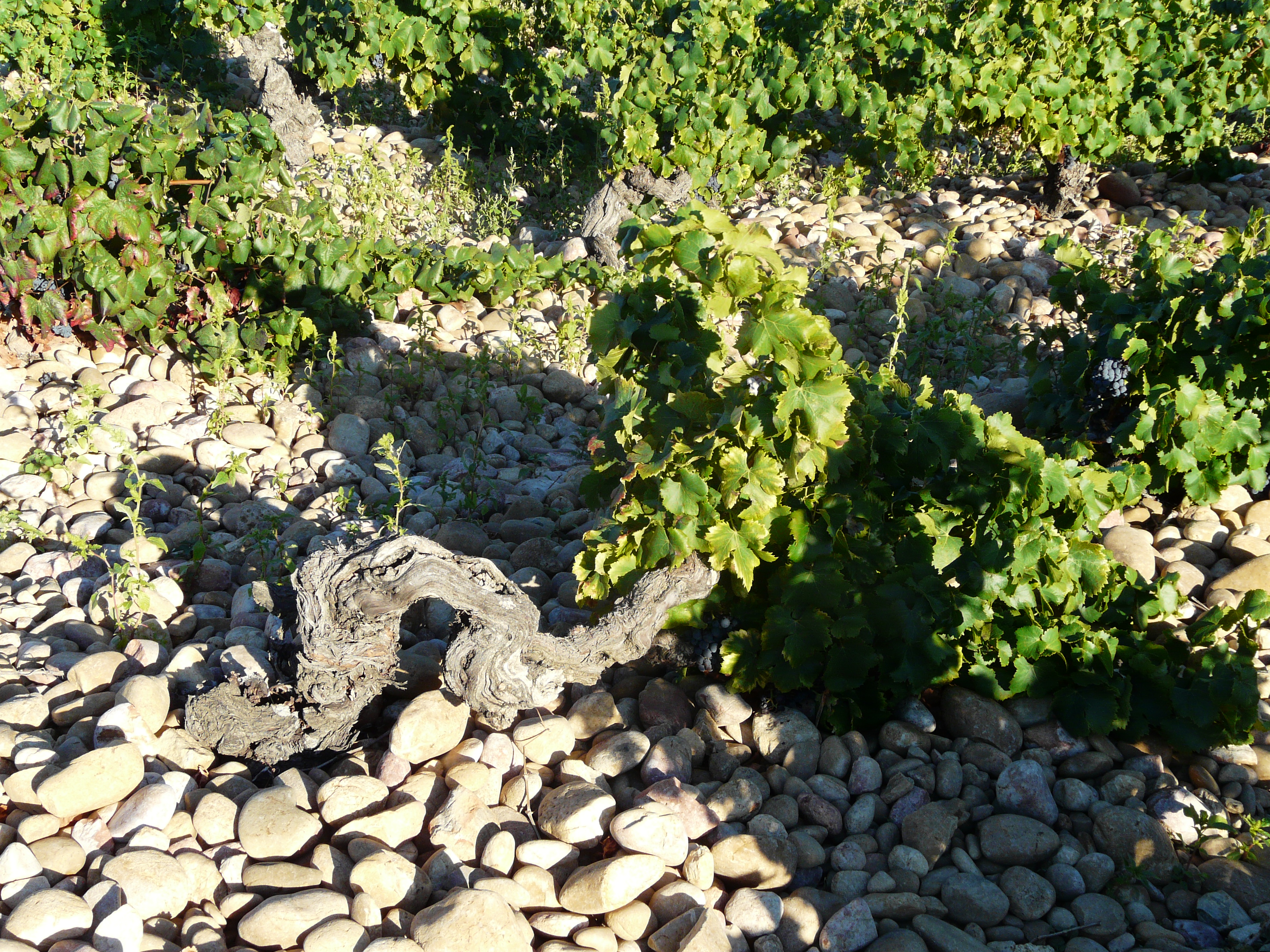 Châteauneuf du Pape